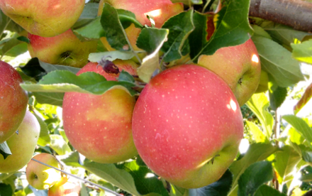 Apfel