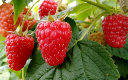 Himbeeren